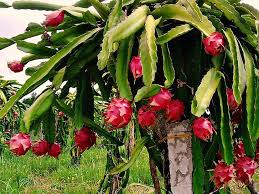Its fruit is oval to ovate in shape and 10 to 15 cm long and forms 30 to 50 days after flowering. Long An Aims To Up Dragon Fruit Exports Saka Saka