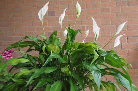 Yellow streaks are the first indication that it's getting too much light. How To Identify And Prevent Peace Lily Diseases Gardener S Path