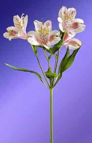 Alstroemeria Spray Alstroemeria Flower Meanings Beautiful Flowers