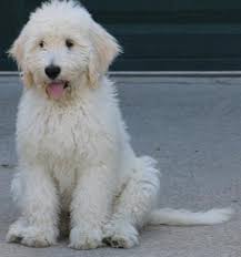 See sunshine acres goldendoodle puppies for sale where temperament, personality, and health are the foundation of our goldendoodle breeding program. Goldendoodle Puppy For Sale Adoption Rescue For Sale In Carson City Michigan Classified Americanlisted Com