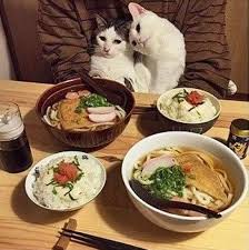 Gates Ayta Ta Api8ana Plasmata Einai Apla Mia Ane3antlhth Phgh Eytyxias Kai Mas Ftiaxnoyn Th Dia8esh Yemek Kedi Kedi Evi