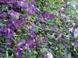 The viticella group of clematis has to be regarded as amongst the best of climbing plants. Clematis Viticella Etoile Violette Ein Empfehlenswerter Gartenklassiker