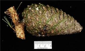 Image result for Pinus maximinoi
