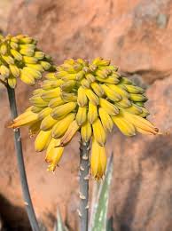 Image result for Aloe bukobana