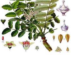 Boswellia
