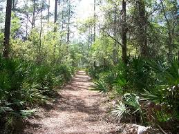 Св от brooker creek preserve. Hiking Trail Picture Of Brooker Creek Preserve Tarpon Springs Tripadvisor