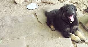 I have german shepherd puppies for sale as pets that are wonderful, loving, family protectors. German Shepherds Of Kansas City