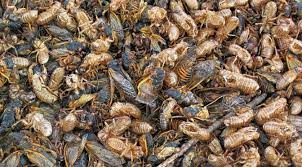 An edition of periodical cicadas (2004). Brood X Cicadas In Wisconsin Insect Diagnostic Lab
