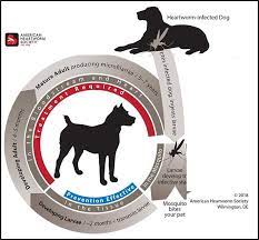If ivermectin is not available locally, it may instead be bought from certified indian pharmaceutical exporters on indiamart. Informationen Zur Dirofilariose Beim Hund Tierklinik Hofheim