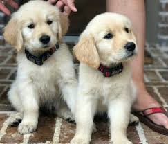 Located at the foot of the majestic pikes peak in colorado springs, colorado at ocotilla, we specialize in breeding, raising, training, and placing healthy and beautiful akc registered golden retriever puppies with their forever families. Golden Retriever Puppies Colorado Usa Cute Doggies And Puppies Free Images