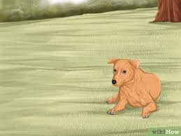 Cara Mengatasi Infeksi Mata Pada Anjing 8 Langkah Dengan Gambar