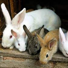 This farming business requires little or low capital to start up. Ten Commandments For Raising Healthy Rabbits Mother Earth News
