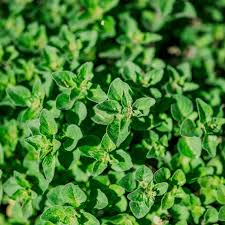 Image result for Origanum