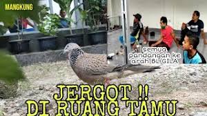 Perbedaan tekukur kelantan vs tekukur lokal. Cara Ini Bisa Membuat Pikat Rajin Bunyi