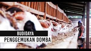 We did not find results for: Penggemukan Domba Lokal Selama Dua Bulan Langsung Panen