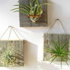 Este tipo de plantas son las que se usan con fines decorativos gracias a sus. Ideas Para Decorar Tu Casa Con Plantas De Aire