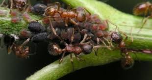 Black garden ants have a symbiotic relationship with aphids. Home Remedies To Get Rid Of Ants Hunker Kill Ants Ant Repellent Strawberry Plants
