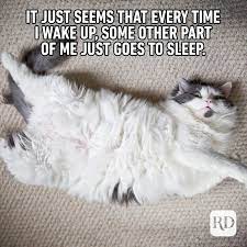 We did not find results for: 45 Cat Memes You Ll Laugh At Every Time Reader S Digest