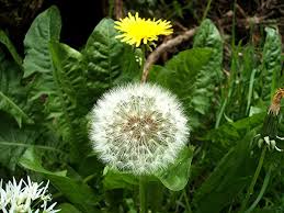 Image result for taraxacum officinale en español