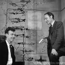 Watson And Crick Discovered The Chemical Structure Of Dna On February 28 1953 At Cambridge University Science Discovery Dna Model Dna Science Photos