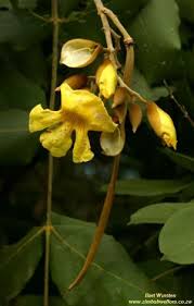 Image result for Markhamia obtusifolia