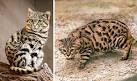 8 Most Mysterious Extinct Cat Breeds - EnkiVillage