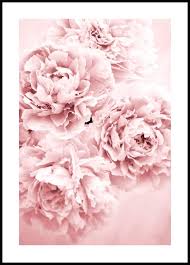 Pink Flower Dream Poster Posterstore Eu