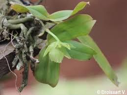 Image result for Rhipidoglossum