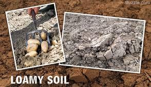 Loamy Soil Types Of Soil Soil Garden Soil