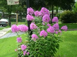 These 9 fireworks displays in pennsylvania are among some of the best, and you won't want to miss them! My Favorite Perennials For The Philadelphia Area Newtown Square Pa From Robert J Kleinberg Landscape Design