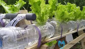 Seperti yang di sebutkan dari dekoruma, tidak semua tanaman bisa berkmebang baik dengan menggunakan metode penanaman hidroponik. 6 Cara Menanam Hidroponik Dengan Botol Bekas Yang Mudah Trikmerawat Com