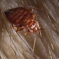 Maybe you would like to learn more about one of these? Should I Be Concerned If My Neighbors Recently Had Bed Bugs