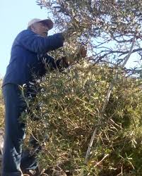 La Cueillette Des Olives Lancee La Depeche De Kabylie