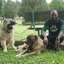 9:42am on feb 12, 2013. The Common Dog Breeds In Nigeria Woofline Pets