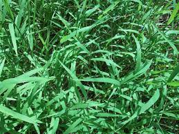 Jual convey complete 310 sc 500ml herbisida pembasmi rumput selektif jagung dengan harga rp138.800 dari toko online agro jaya makmur, kota malang. Membangun Perkebunan Kelapa Sawit Pengendalian Gulma Di Perkebunan