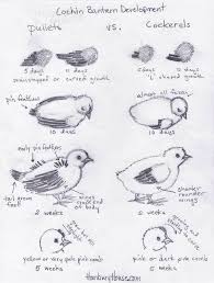 Bantam can be stored in smaller gardens, which makes. How To Distinguish Male Chicks From Female Chicks In 1 Week Old Cochins Hanbury House
