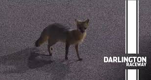 It s because they re fed up with the channel listings. Fox Visits Darlington Nascar