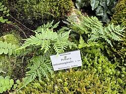 Image result for Aleuritopteris