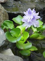 Water Hyacinth Floating Live Pond Plant For Pond Water Garden Aquarium Watergarden Water Plants Pond Plants Plants