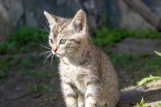 These 5 adorable kitten all need good homes. 6 800 Kitten Free Stock Photos Stockfreeimages