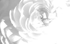 Home page top wallpapers girls landscapes abstract and graphics fantasy creativeanimals world seasons flowers city and architecture holidays carshouse. White Peony Wallpaper Flower Wallpapers 23130