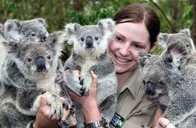 Pin By Sergej Korenevskij On Koalas Koala Cute Baby Animals Koalas