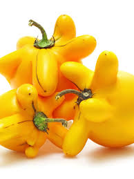 Image result for Solanum mammosum