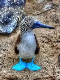 Bird With Blue Feet Galapagos Pin On Animal Kingdom