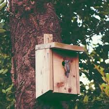 Auch vogelkinder schreien, wenn sie hunger haben. Wahrend Der Vogel Brutzeit Bestimmte Regeln Beachten Drensteinfurt