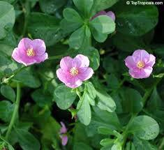 Image result for Talinum portulacifolium