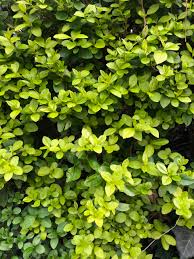 Image result for ligustrum ovalifolium