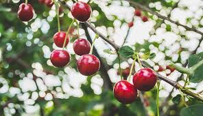 Note that this there are many many more tools made by cherry somewhere online, flapping around the breeze in forum posts and such. How To Grow Cherry Trees Hobby Farms