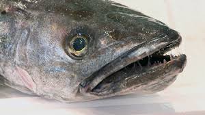 Colin Et Merlu Un Seul Et Meme Poisson