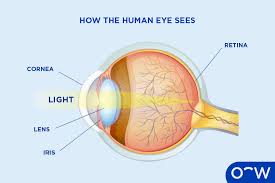 Image result for Cornea